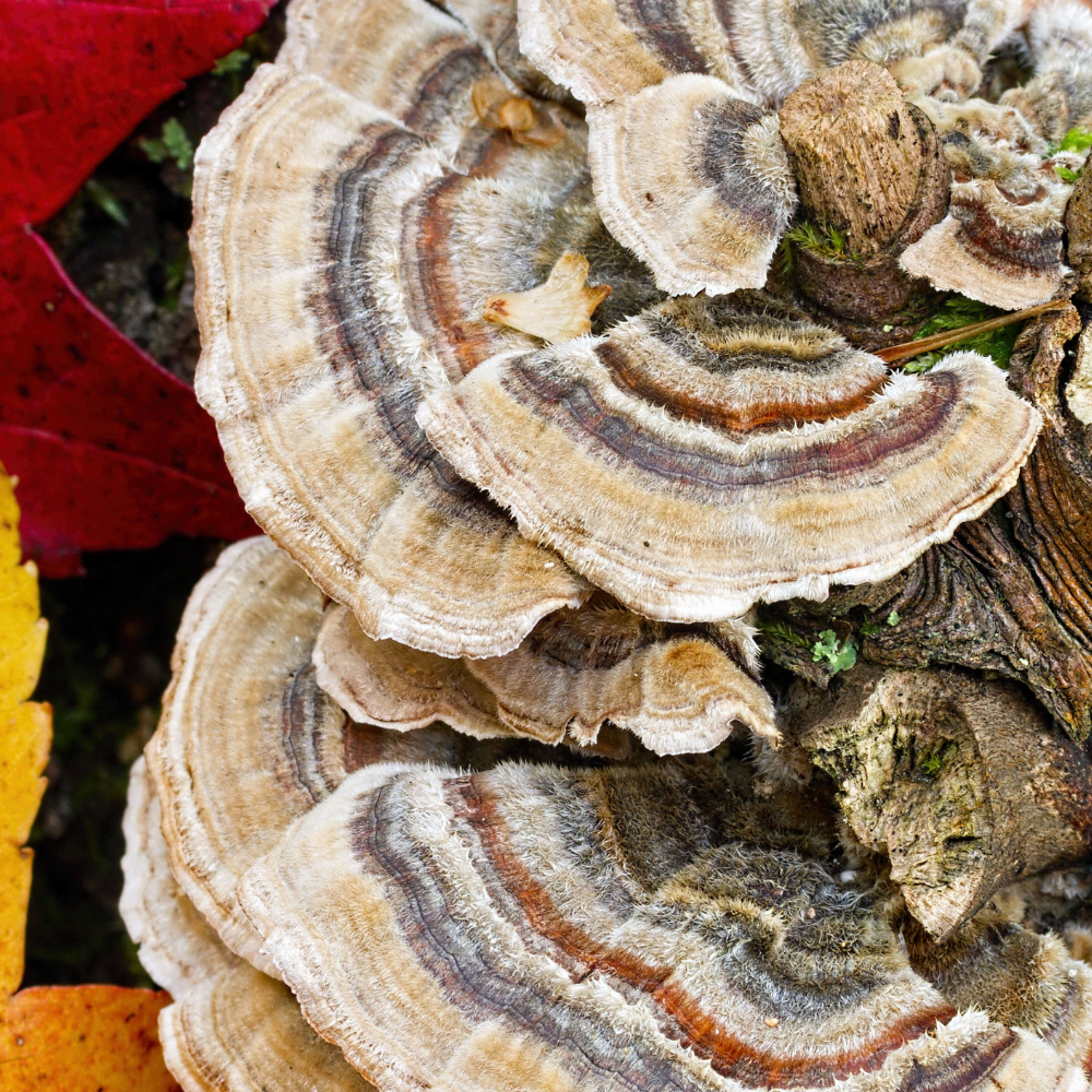 Turkey Tail Mushrooms